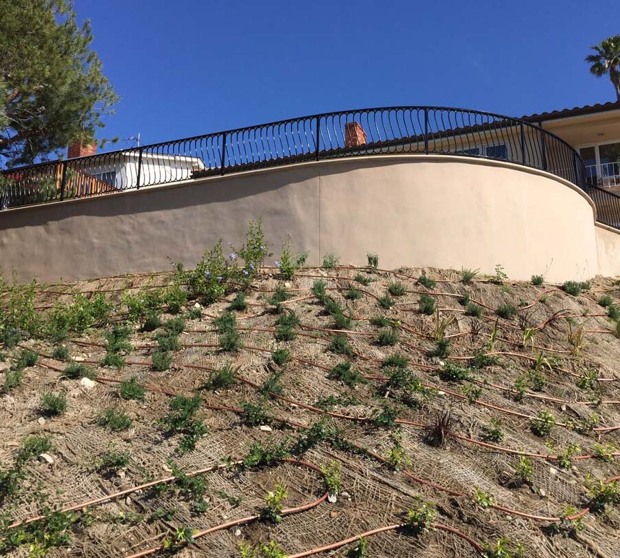 New Retaining wall with drop irrigation now has native vegetation growing on the ground. Pacificland Constructors